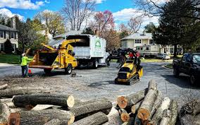 How Our Tree Care Process Works  in Ashburn, GA